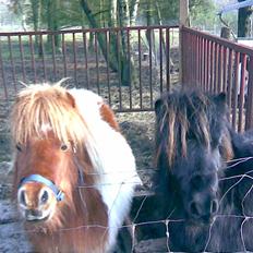 Shetlænder Flicka 