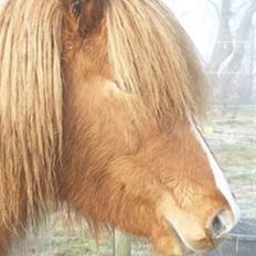 Anden særlig race Molly