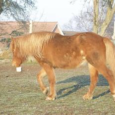 Anden særlig race Molly