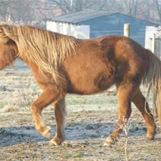 Anden særlig race Molly