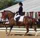 New Forest Egeballes Joker SOLGT