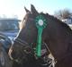 Anden særlig race Miss sixty (R.I.P)