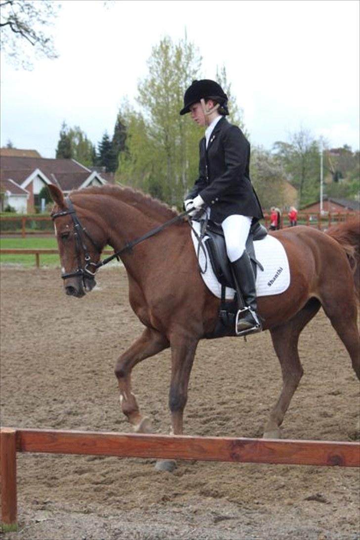 DSP Shanthi R.I.P - C-stævne La3 til 63,33 % billede 4