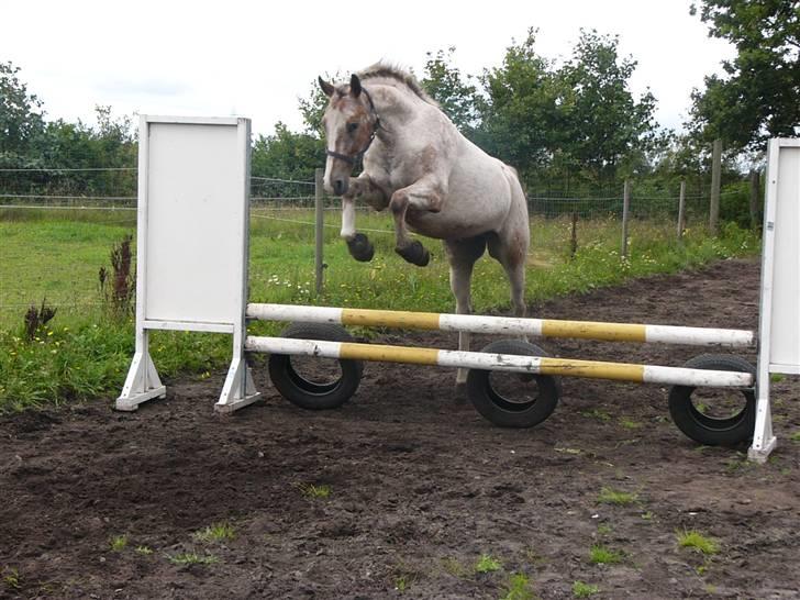Anden særlig race Sofus  - Han kan rigtig godt lide at springe billede 3