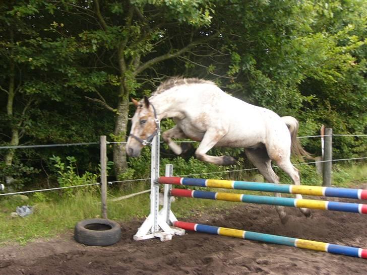 Anden særlig race Sofus  billede 4