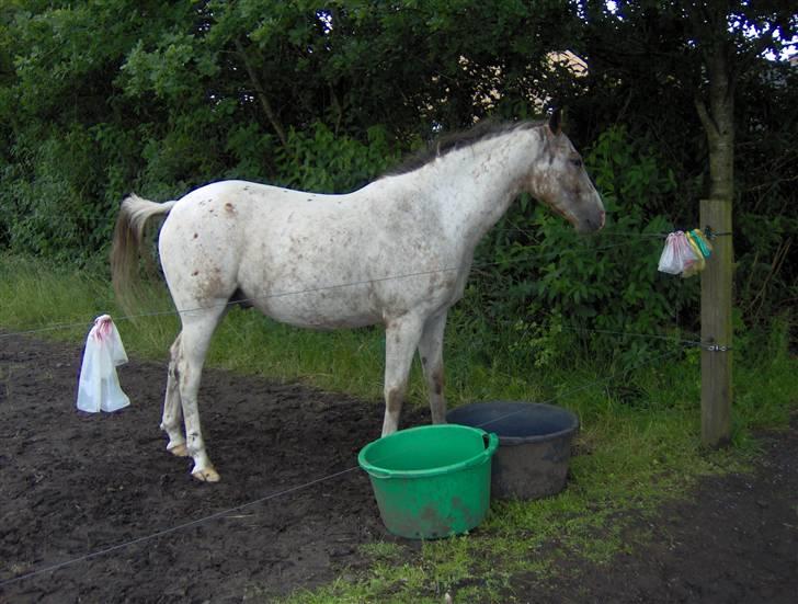 Anden særlig race Sofus  - Sommerbillede. Han er lidt tyk :P billede 5