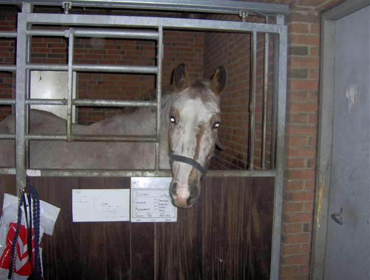 Anden særlig race Sofus  - D´ooohh billede 6