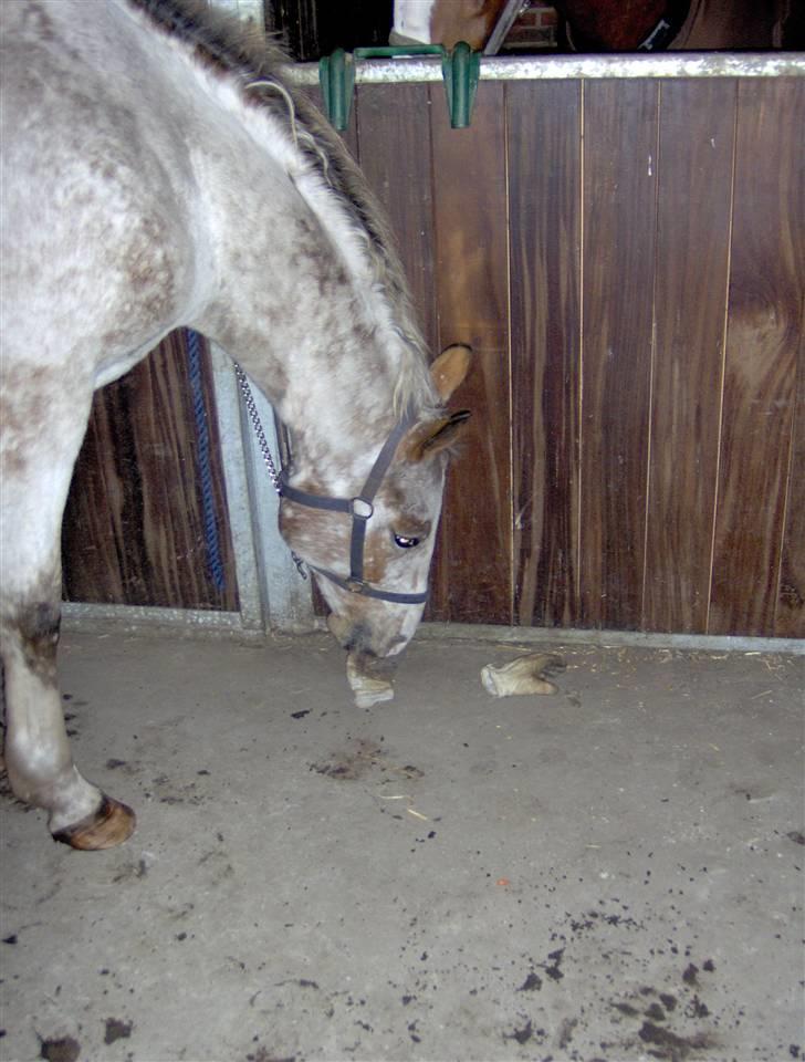 Anden særlig race Sofus  - "Ummm.....Handsker!" billede 7