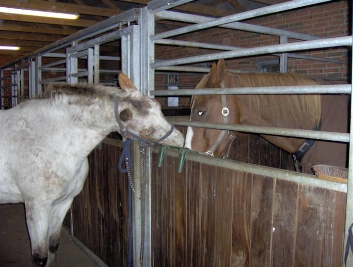 Anden særlig race Sofus  - "Gi´mig-gi´mig-gi´mig!" billede 8