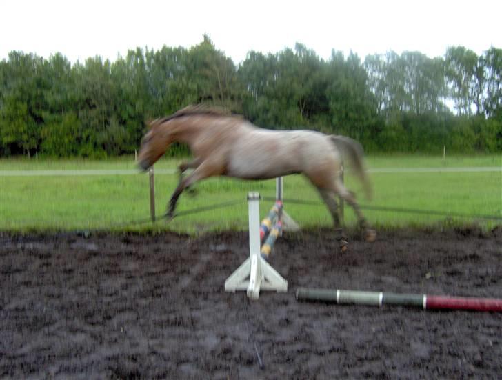 Anden særlig race Sofus  - Gammelt billede fra dengang hvor han var brunere billede 9