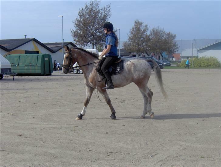 Anden særlig race Sofus  - Til et dyreskue hvor vi scorede ærespræmie billede 10