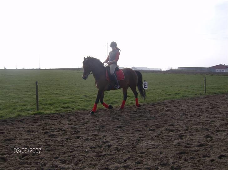 Tysk Sportspony Benjamin †100697-070808† - 3.04.2008 billede 14