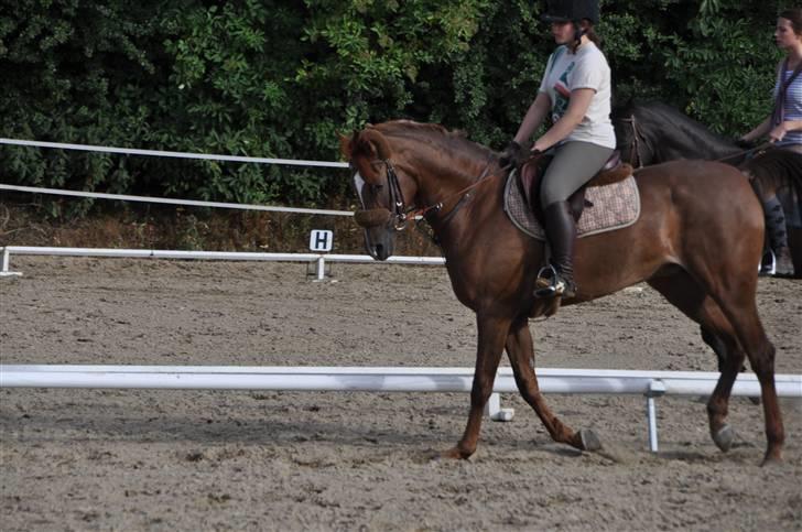 Arabisk fuldblod (OX) Ffazeehrah - Annabelle og Faz udenfor <3   Fotograf: Mig billede 19