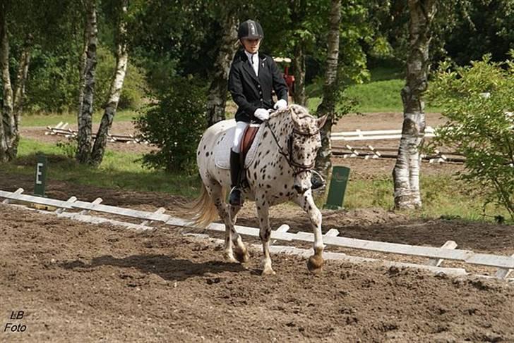 Knabstrupper Plet - Stævne i VIR LC2.. billede 15