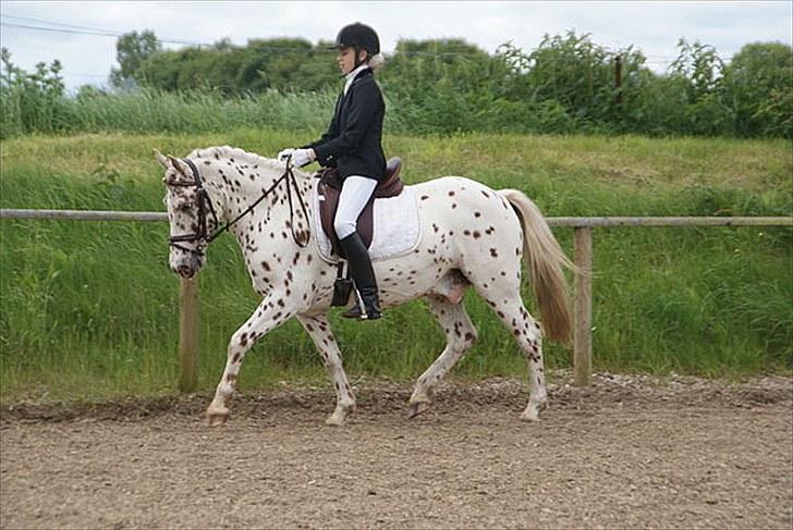 Knabstrupper Plet - Stævne på birken LB1 en 1 plads;D<33 Foto: Line b.<33 billede 16