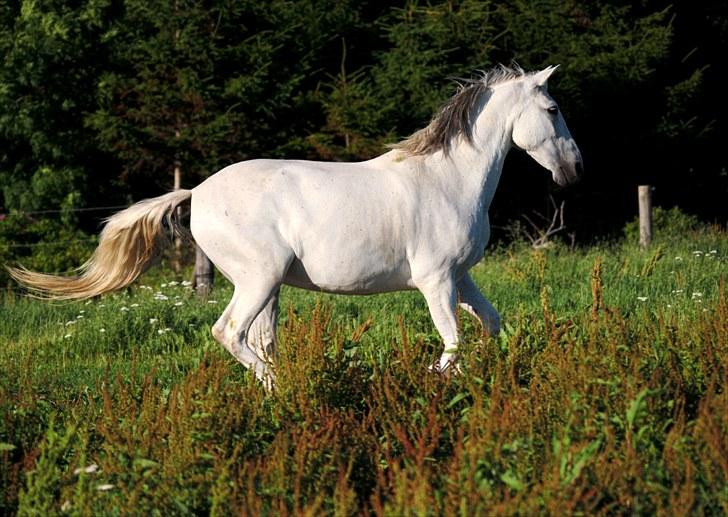 Cruzado Chico - REST IN PEACE MY ANGEL :'( <3 - 10.  "You still live in me
 I feel you in the wind
 You guide me constantly"
 d.19/7-2010  billede 6