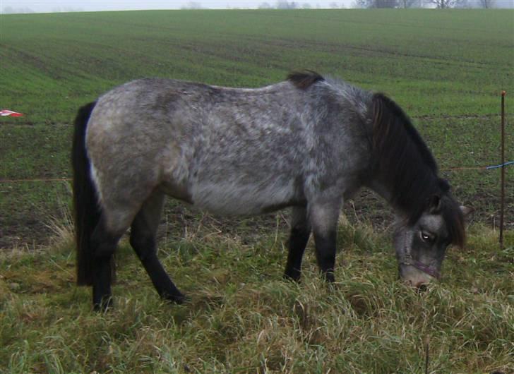 Welsh Pony (sec B) Jasmin *R.I.P* billede 6