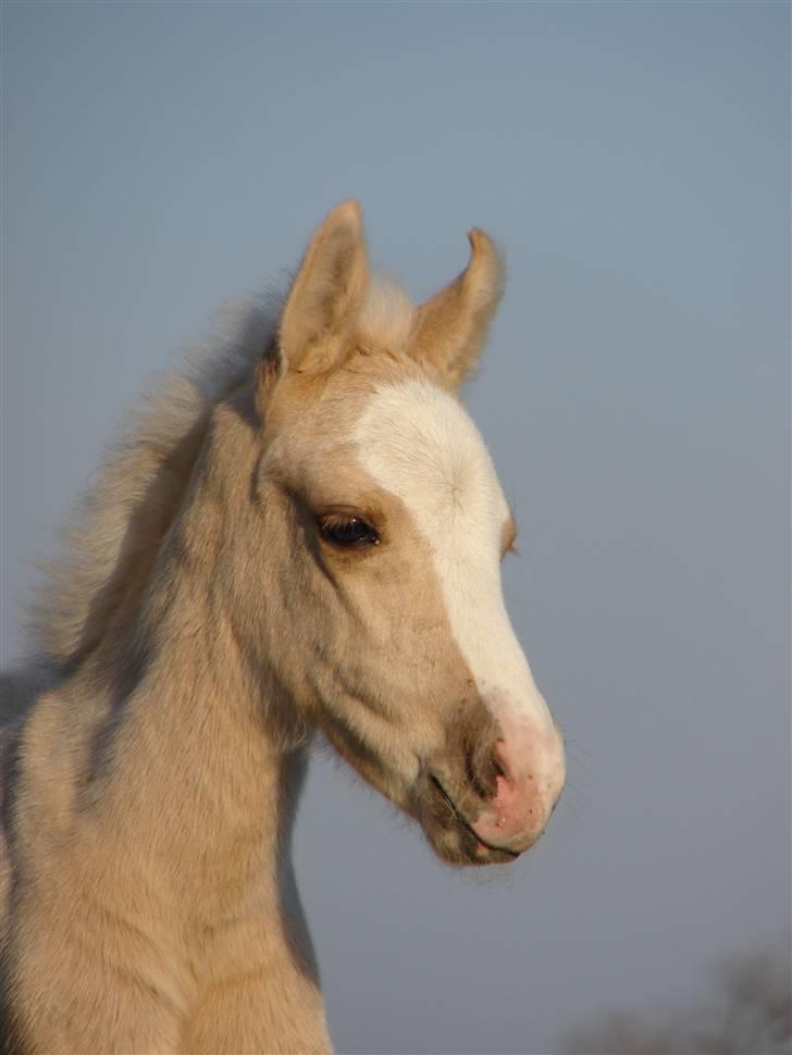 Anden særlig race Golden Surprise (R.I.P.) billede 1