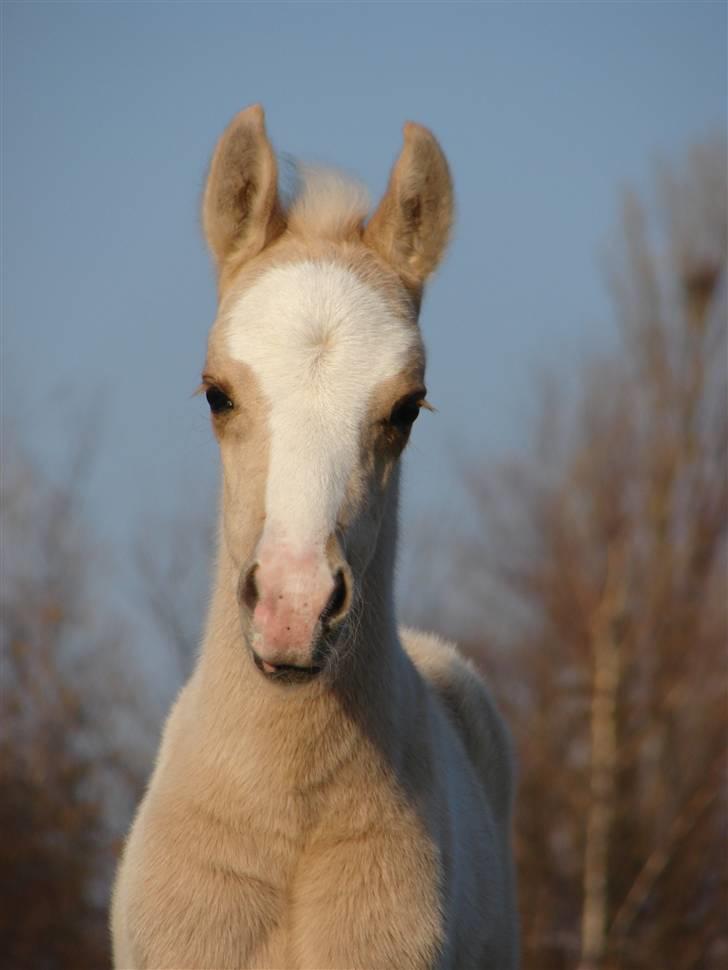 Anden særlig race Golden Surprise (R.I.P.) billede 2