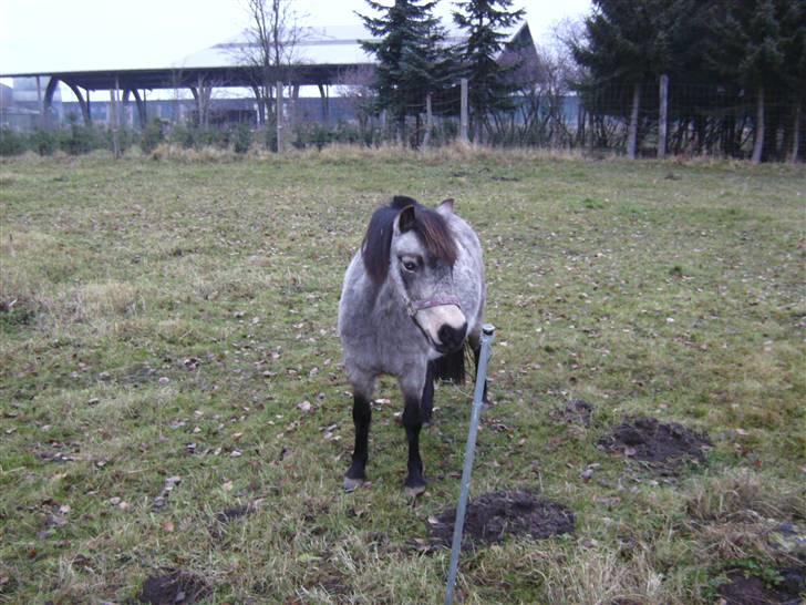 Welsh Pony (sec B) Jasmin *R.I.P* billede 7