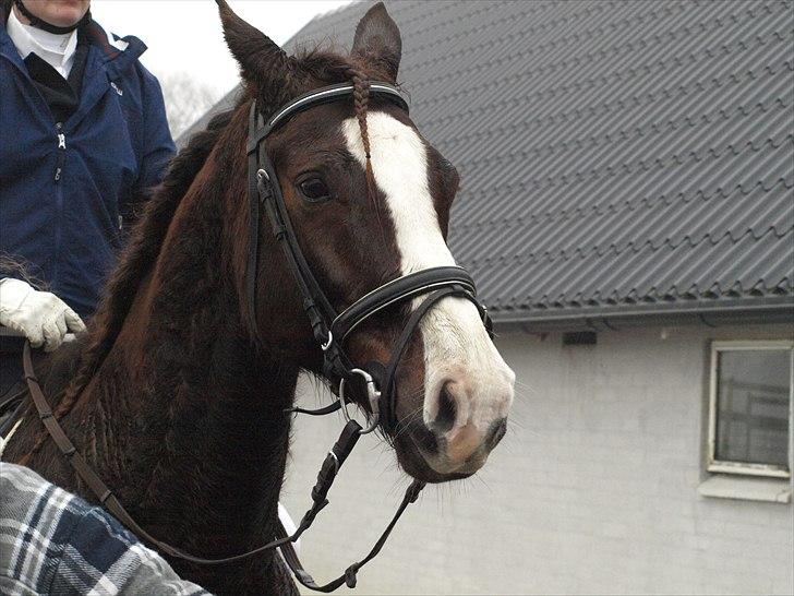 Anden særlig race FELIX DELIGHT - *Vi afventer resultatet fra dressurstævne - Det blev til en 2. plads <3 *Fotograf: Nanna Carlsen(Dogpaw.dk) billede 3