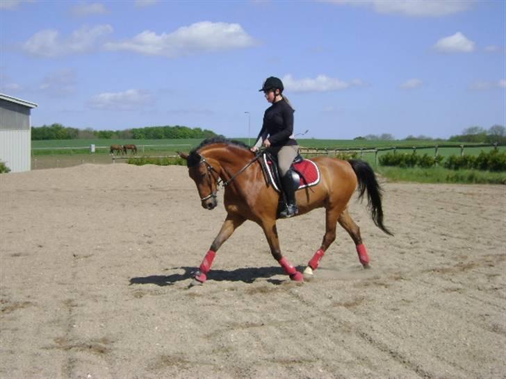 Anden særlig race Sunnie<3 † 30 nov. 2010 - - #8> Træning på banen d. 10 maj :D. billede 8