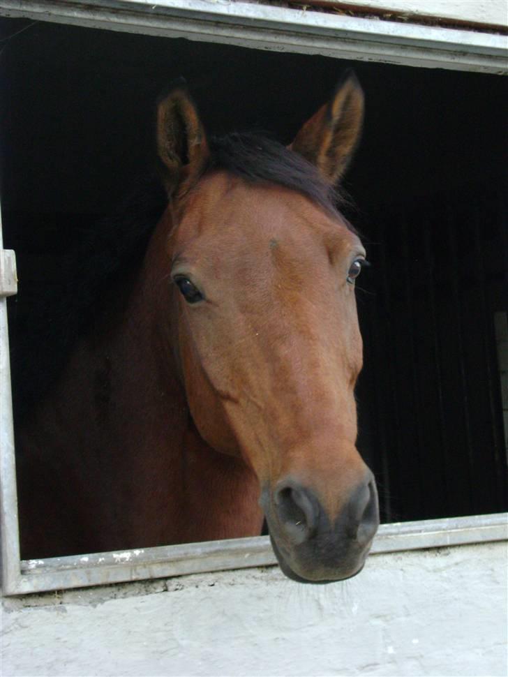 Anden særlig race Sunnie<3 † 30 nov. 2010 - - #11> Han kan liiiiiiiiige nå at kigge ud, den lille ponse xD. Oktober 2008. billede 11