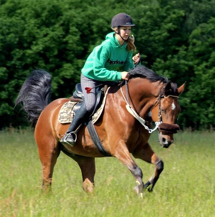 Anden særlig race Cavello - ♥♥ billede 9