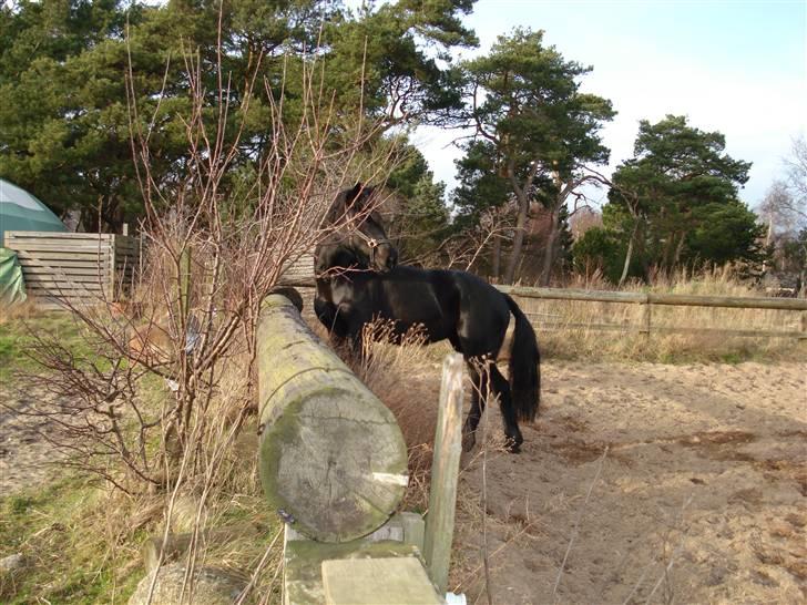 Welsh Cob (sec D) G. Black Surprise (SOLGT) - se mig se mig :o) billede 8