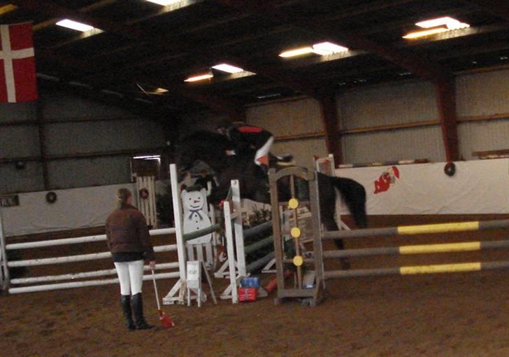 Anden særlig race Rosenhavens Freja | Solgt - springstævne d. 29.12.2007 LD billede 3