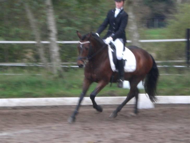 New Forest Elmholts Meteor(solgt) - Distriktmesterskaberne 2007 - individuelt, billede 19