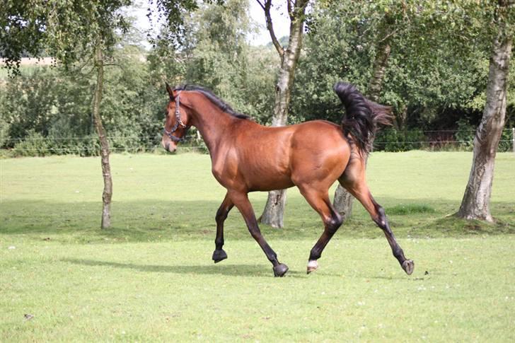 Dansk Varmblod Cadeau - 2 år gammel billede 15