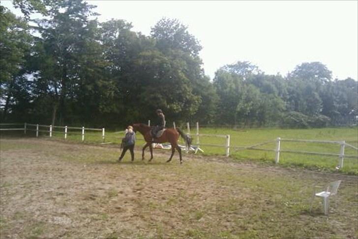 Dansk Varmblod Cadeau - Første gang med rytter. Han opførste sig som en engel og registrerede slet ikke, at han havde fået rytter på. billede 16
