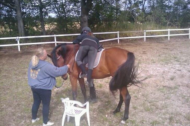 Dansk Varmblod Cadeau - Første gang med rytter. Han har allerede vænnet sig til tanteskammel :-) billede 17