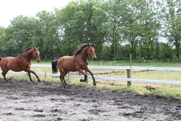 Dansk Varmblod Cadeau - 2 år billede 18