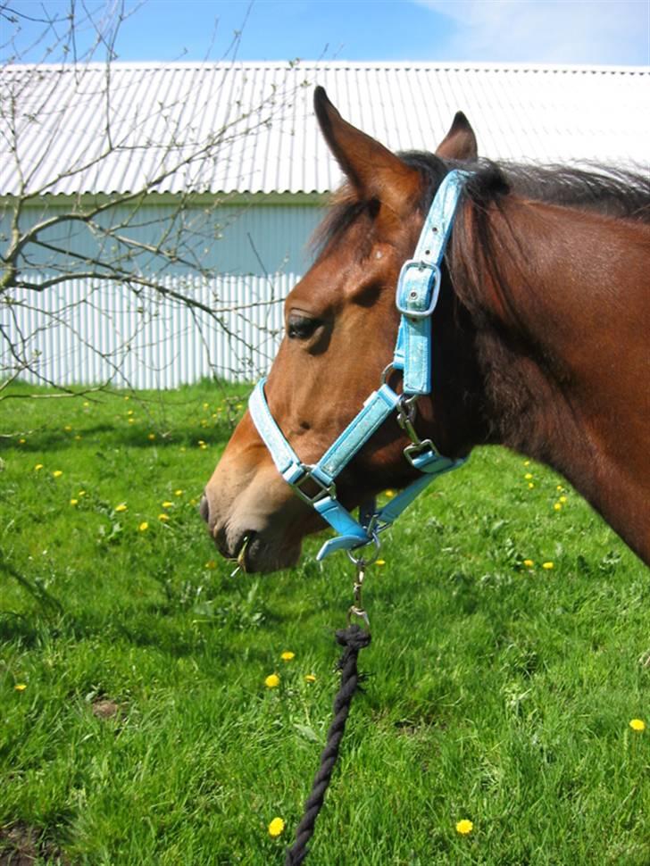 Dansk Varmblod Cadeau - 9 mdr gammel - med ny glimmergrime billede 19