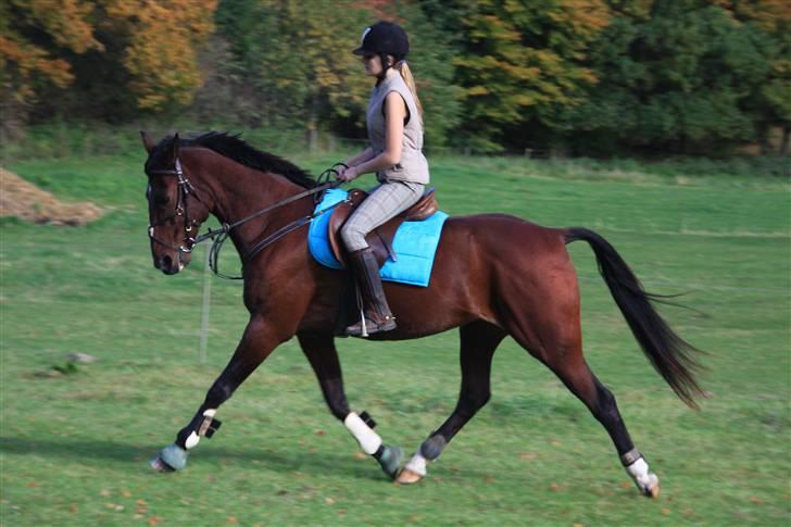 Anden særlig race De Light - Årh ? Det er min elskede hest! billede 9