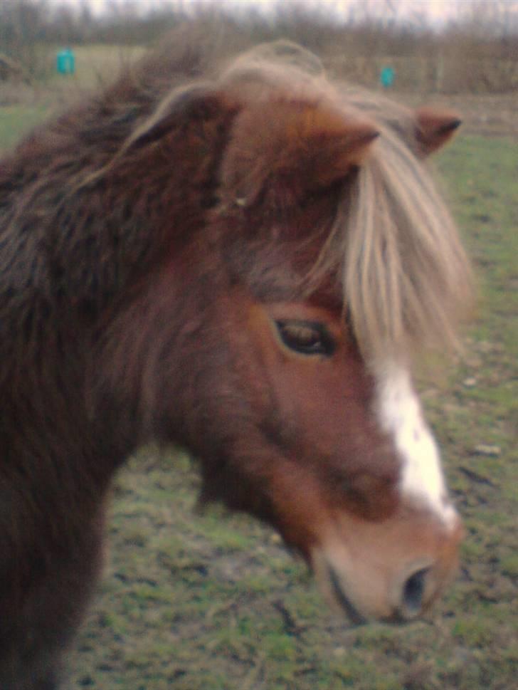 Anden særlig race Kasper (plejehest) - Du er så dejlig (: billede 1