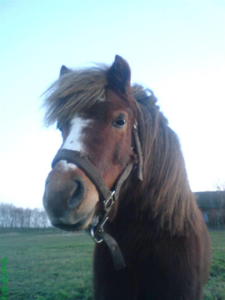 Anden særlig race Kasper (plejehest) billede 2
