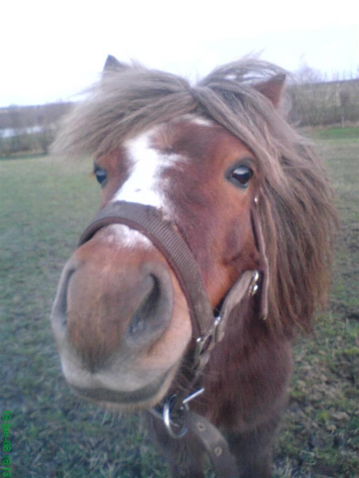 Anden særlig race Kasper (plejehest) billede 3