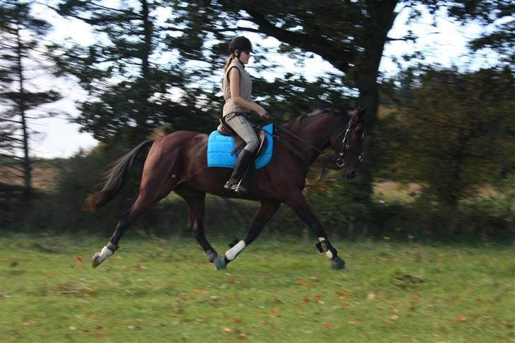 Anden særlig race De Light - han har verdens dejligste trav! billede 10