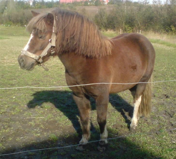 Anden særlig race Kasper (plejehest) billede 4