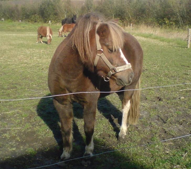 Anden særlig race Kasper (plejehest) billede 5