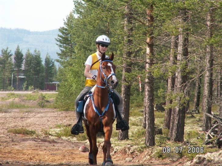 Arabisk fuldblod (OX) Grafik ox - På vej mod mål til Nordisk Mesterskab i 2006 - vores første 120km klasse. Det blev til en flot 7 plads <3 billede 12