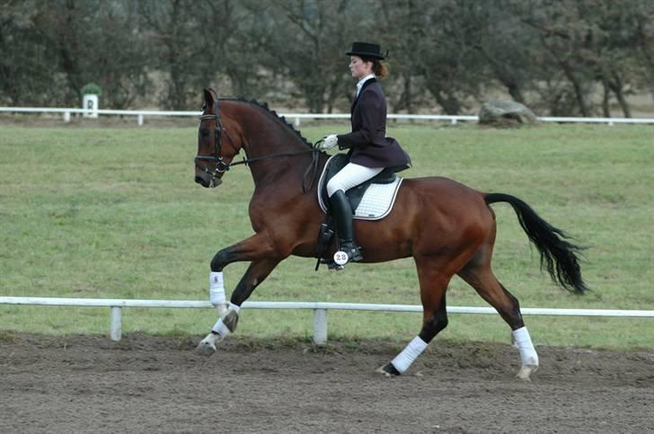 Tysk Varmblod Winnetou - Ja man skal jo springe op ad bakke i galop :o) billede 17