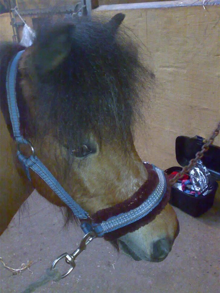 Shetlænder Birger  SOLGT - Birger med sin nye grime :D billede 7