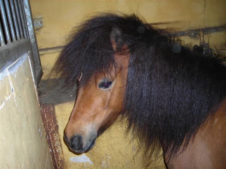 Shetlænder Birger  SOLGT - Birger inde i hans boks.. med hans store flotte tykke ´man xD ;) billede 8