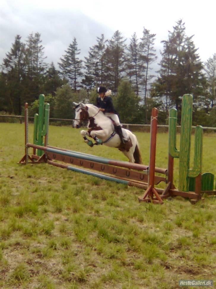 Anden særlig race MR. Blue SOLGT - jump i haderup  la (90cm) billede 4