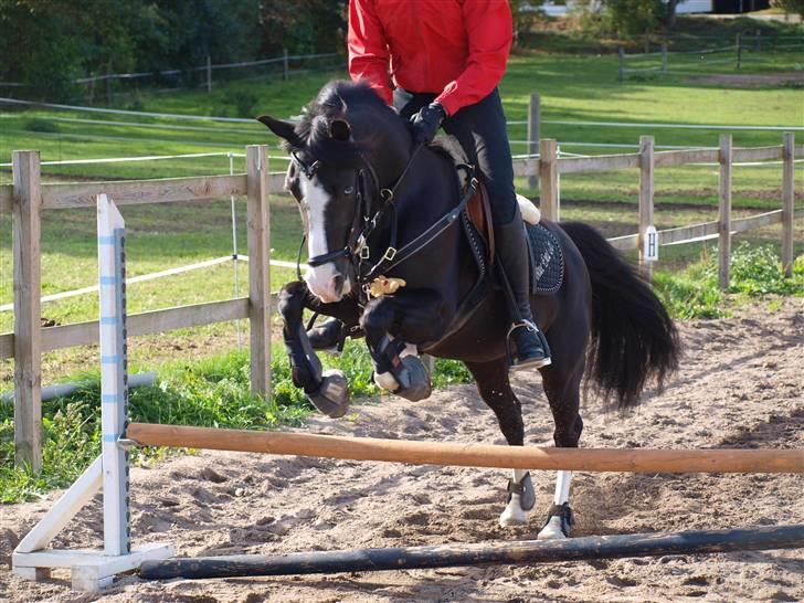Anden særlig race Blue Eye´D Girl B-pony(x2) - 18#  Springpony! :D <3 du så fantastisk pony <3..    ILY Foto : Far billede 20