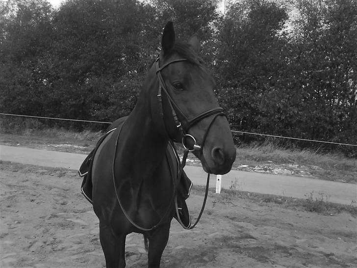 Hollandsk Varmblod Zorro - R.I.P 10/4 - 08 billede 7